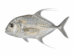 African Pompano
