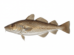 Atlantic Cod