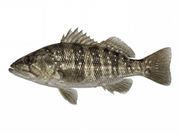 Barred Sand Bass