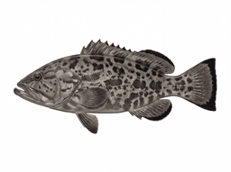 Black Grouper