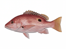 Blackfin Snapper
