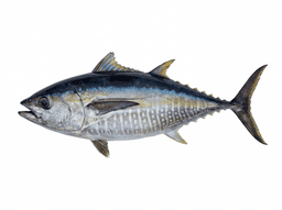 Blackfin Tuna