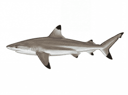 Blacktip Shark