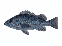 Blue Rockfish