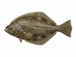 California Halibut