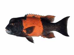 California Sheephead