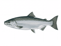 Chinook Salmon