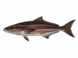 Cobia