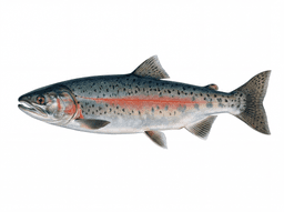 Coho Salmon