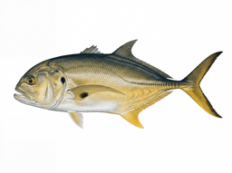 Crevalle Jack