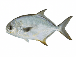Florida Pompano