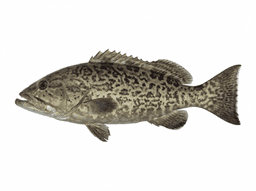 Gag Grouper
