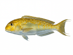 Golden Tilefish
