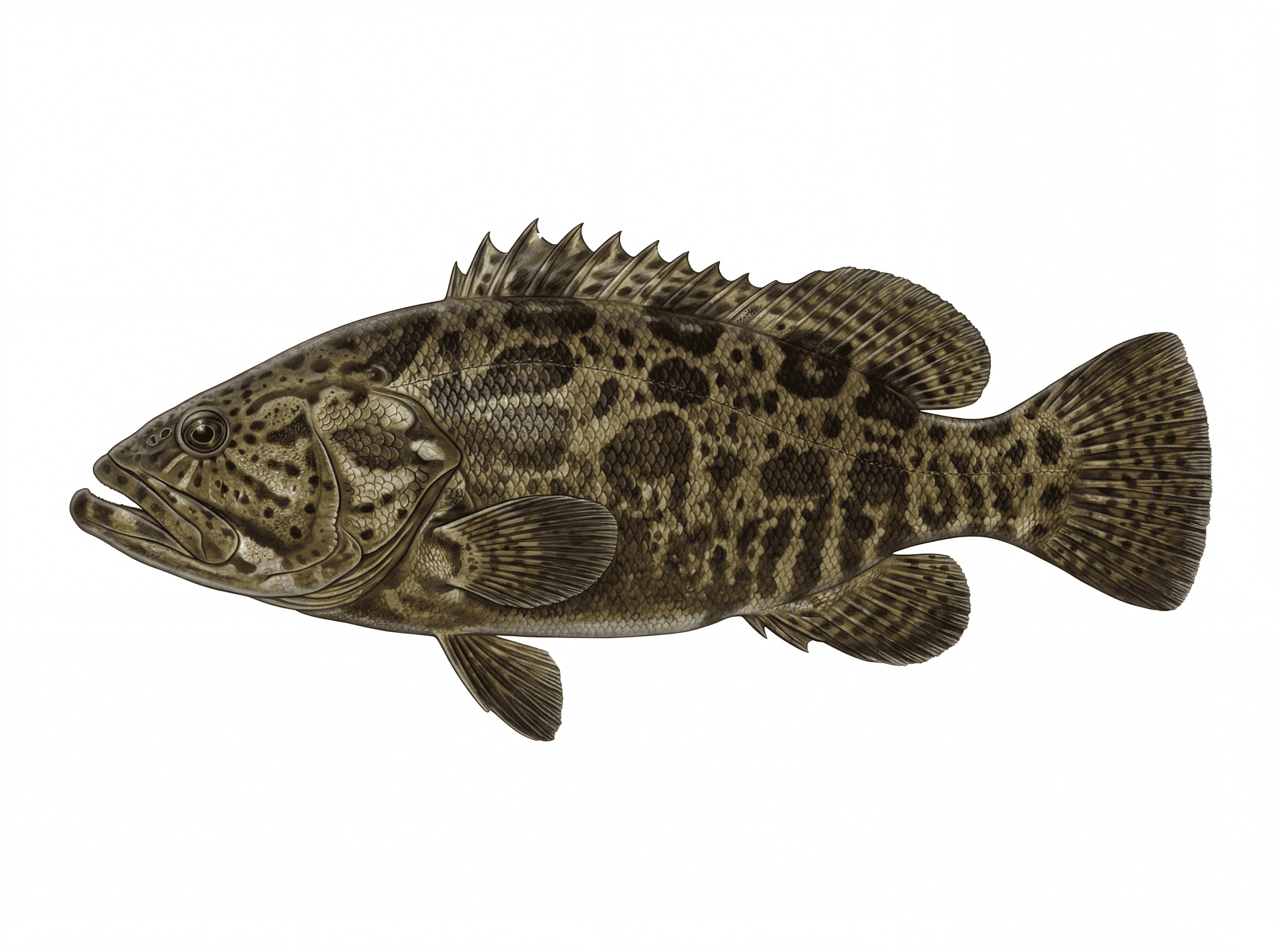 Goliath Grouper