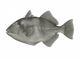 Gray Triggerfish
