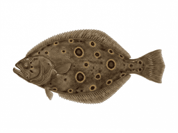 Gulf Flounder