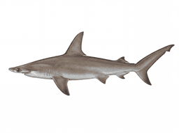 Hammerhead Shark