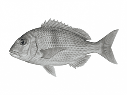 Jolthead Porgy