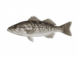 Kelp Bass