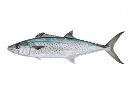 King Mackerel