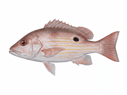 Lane Snapper
