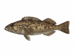Lingcod
