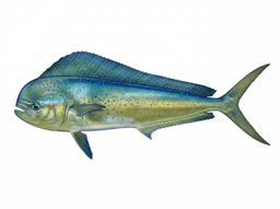 Mahi-Mahi