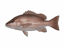 Mangrove Snapper