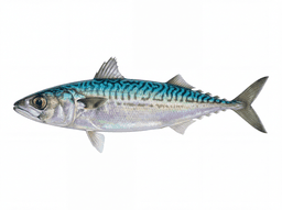 Pacific Mackerel