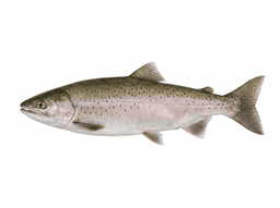 Pink Salmon