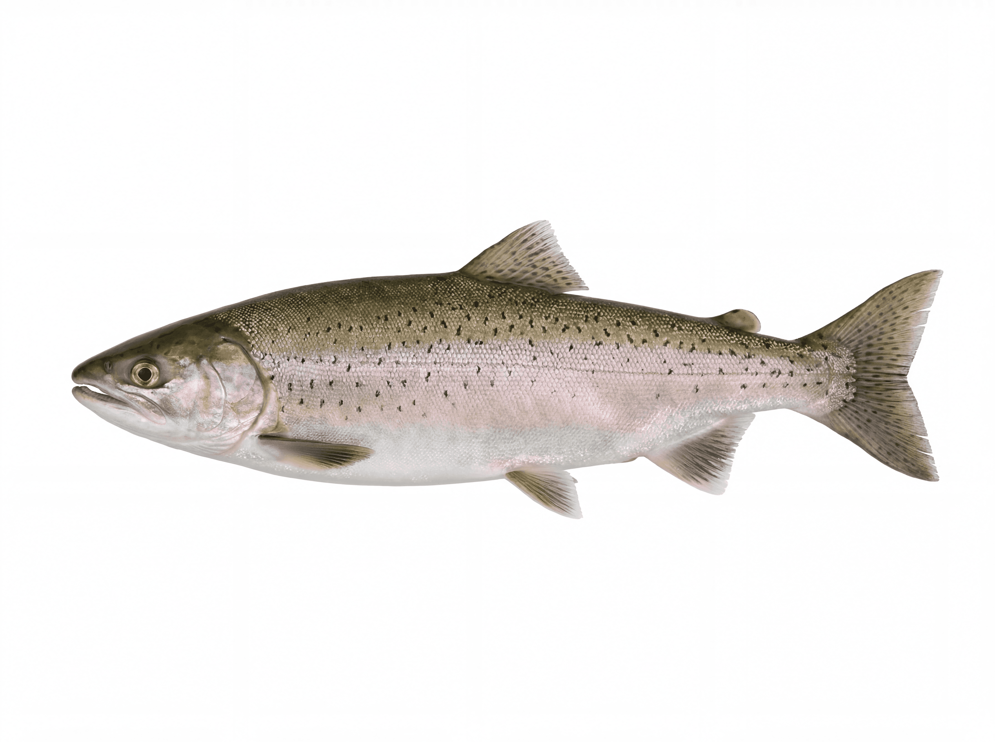 Pink Salmon