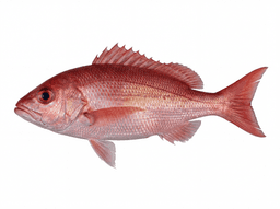 Queen Snapper