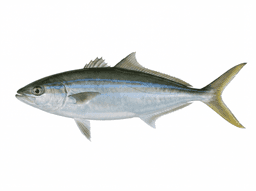 Rainbow Runner