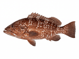 Red Grouper