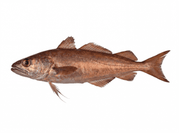 Red Hake