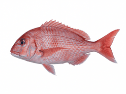 Red Porgy