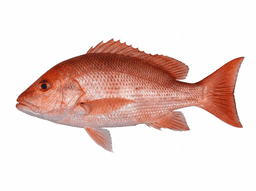 Red Snapper