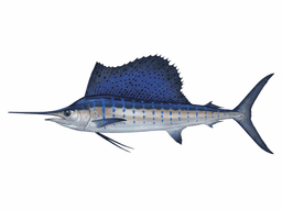 Sailfish