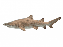 Sand Tiger Shark