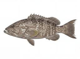 Scamp Grouper