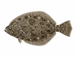 Southern Flounder