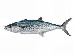 Spanish Mackerel