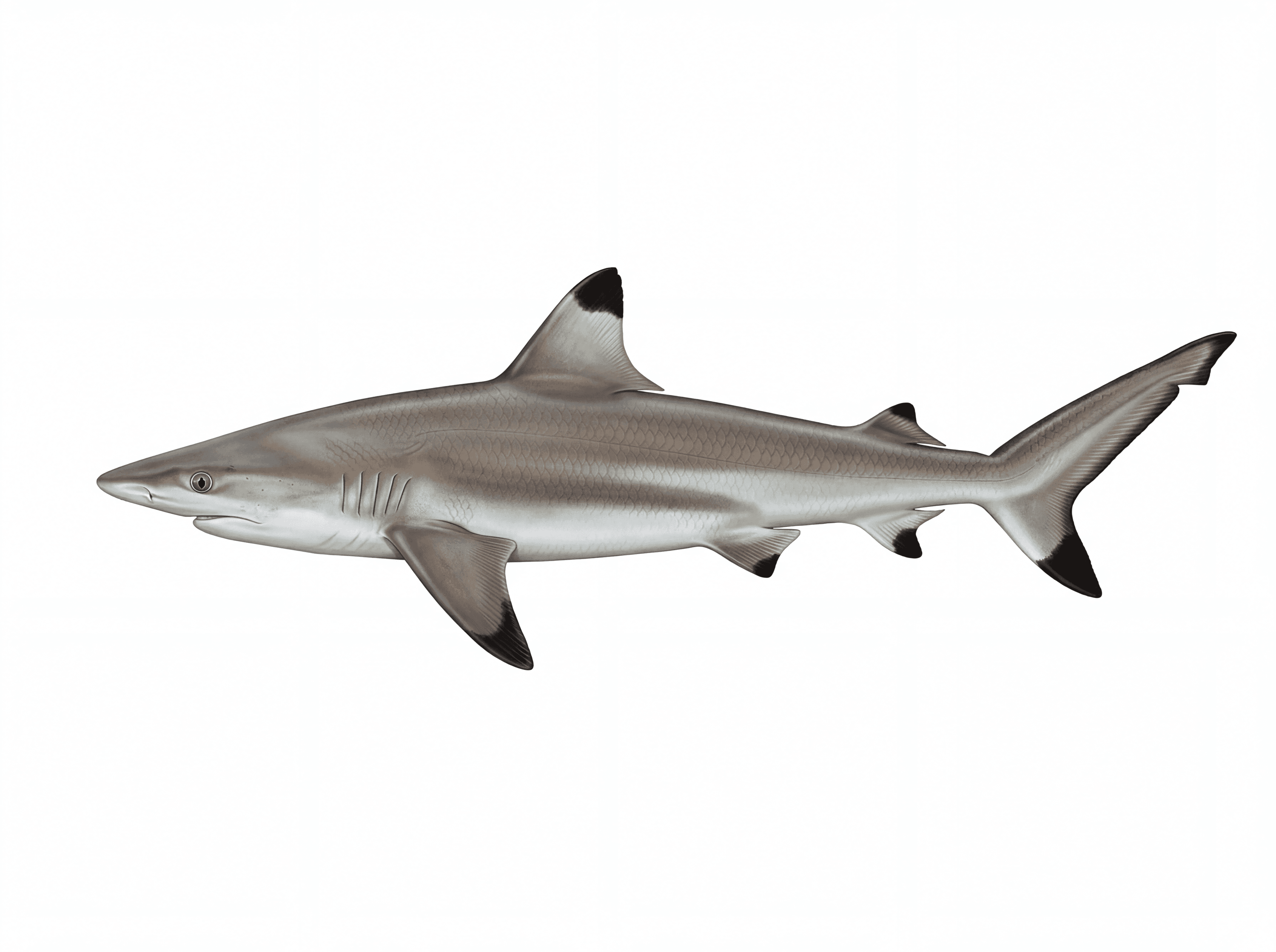 Spinner Shark