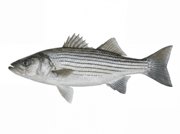 Striped Bass