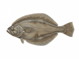 Fluke