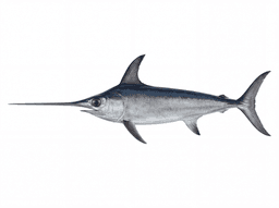 Swordfish