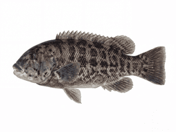 Tautog