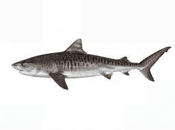 Tiger Shark