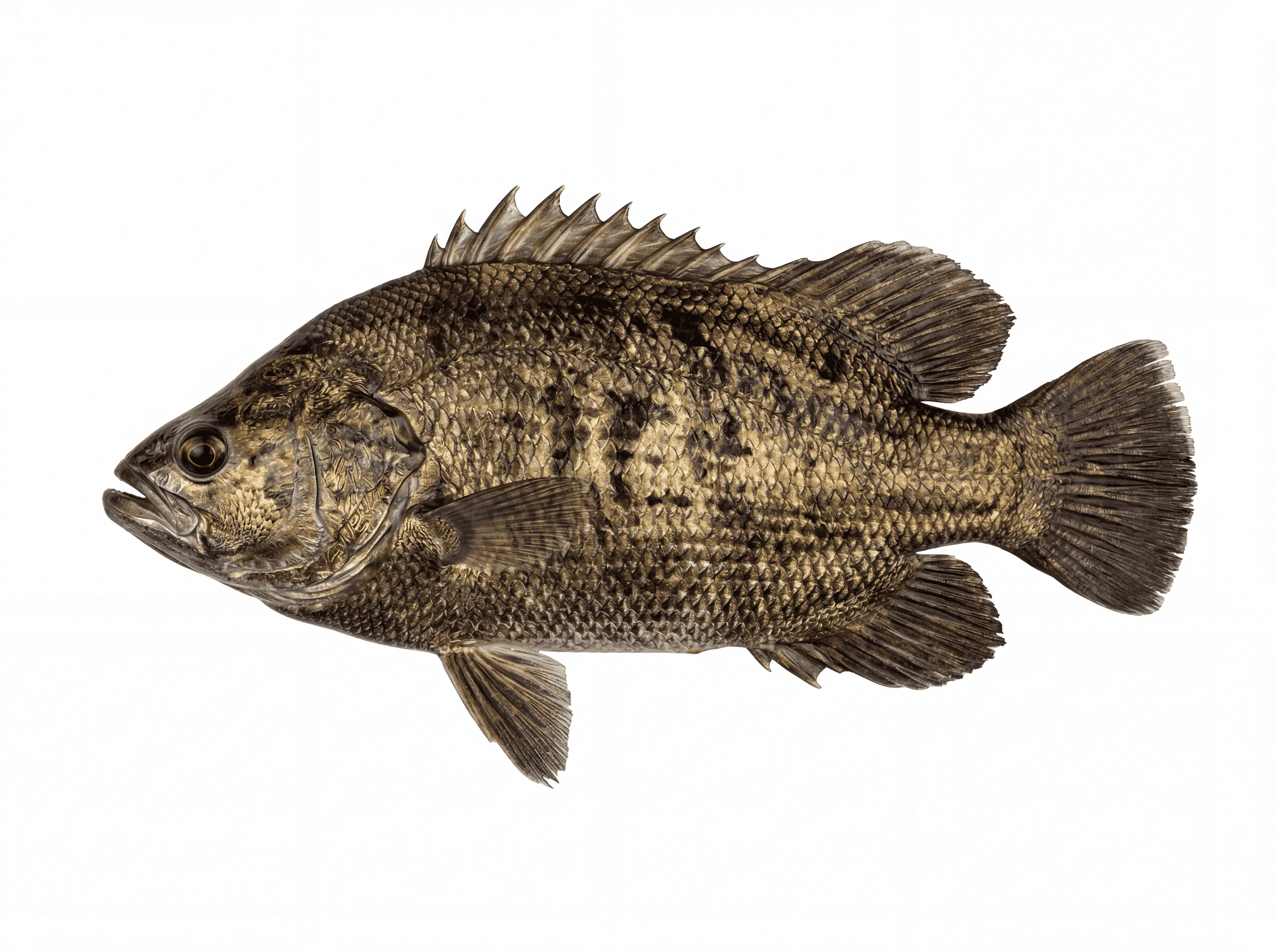 Tripletail
