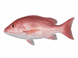 Vermilion Snapper